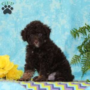 Chocolate, Toy Poodle Puppy